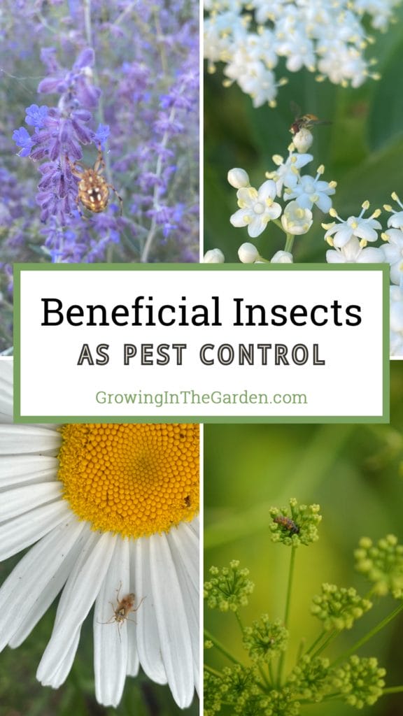 Beneficial Insects as Pest Control
