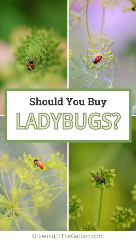 How to Encourage and Invite Ladybugs to Your Garden Naturally