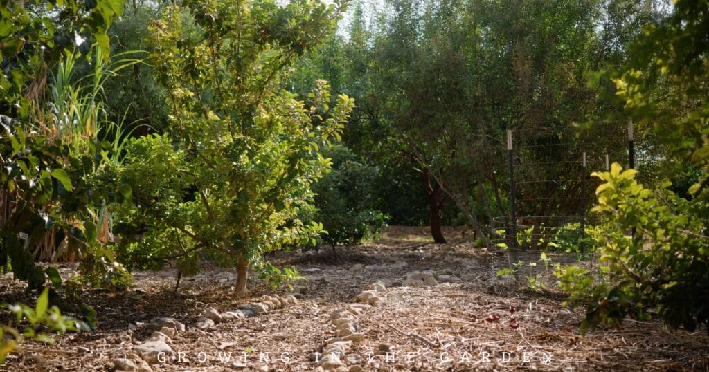 4-Step Permaculture Method for Feeding Fruit Trees