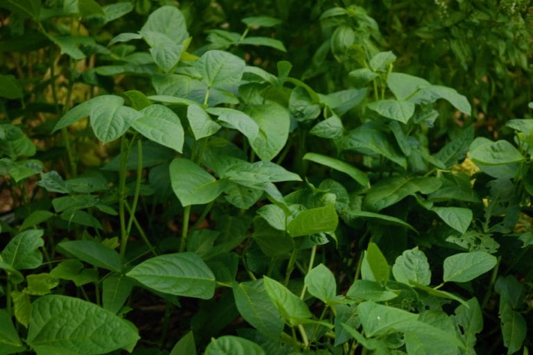 Heat-Tolerant Cover Crops: A Summer Gardening Alternative featured image