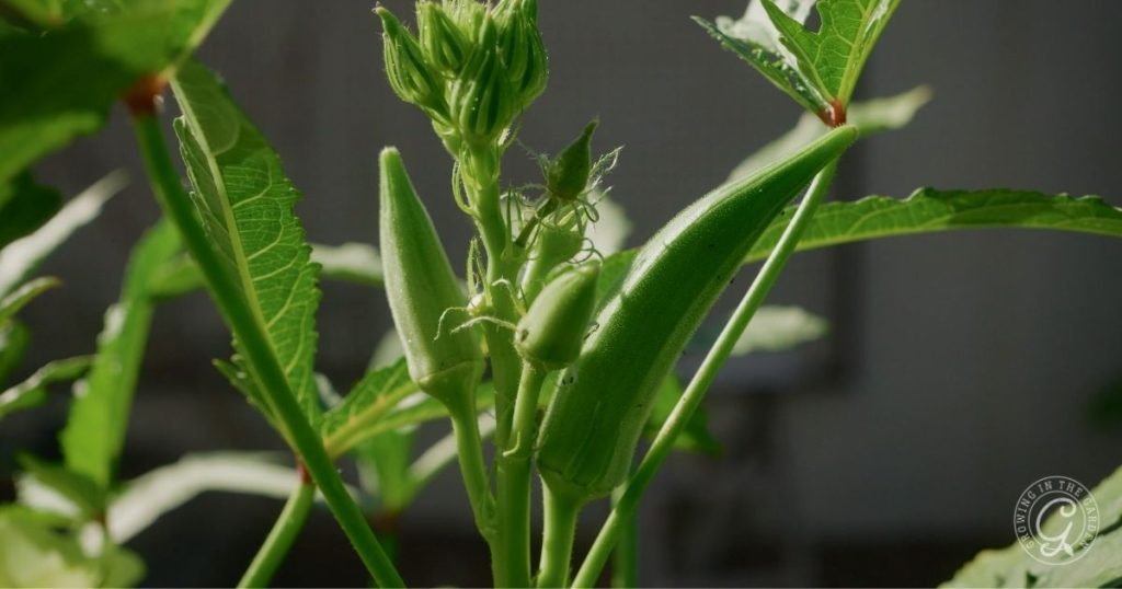 How to Grow Okra