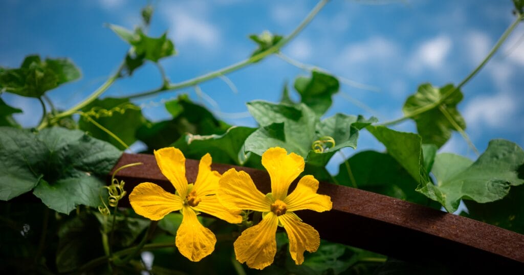10 Vegetables that Love Hot Summers - And How to Grow Them
