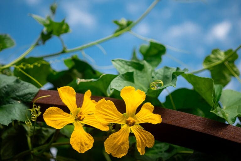 Vegetables That Love Hot Summers: Top Ten Picks featured image