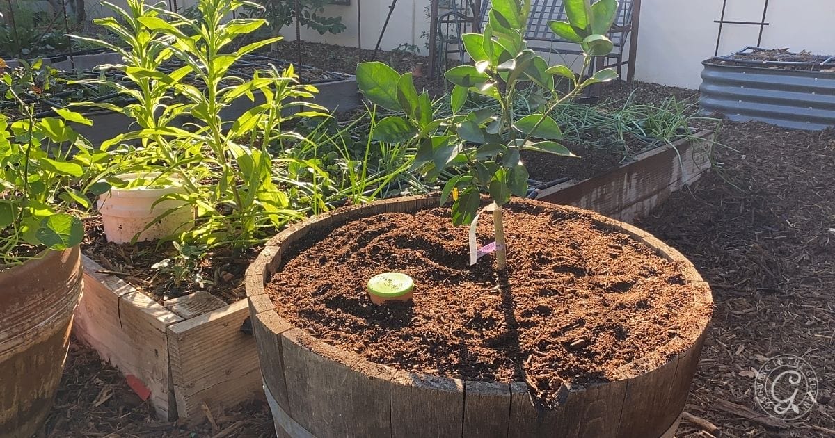 20 Best Vegetables for Container Gardening