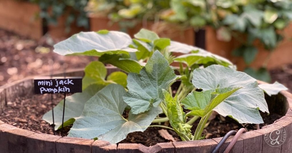 Mini jack pumpkins growing in a container