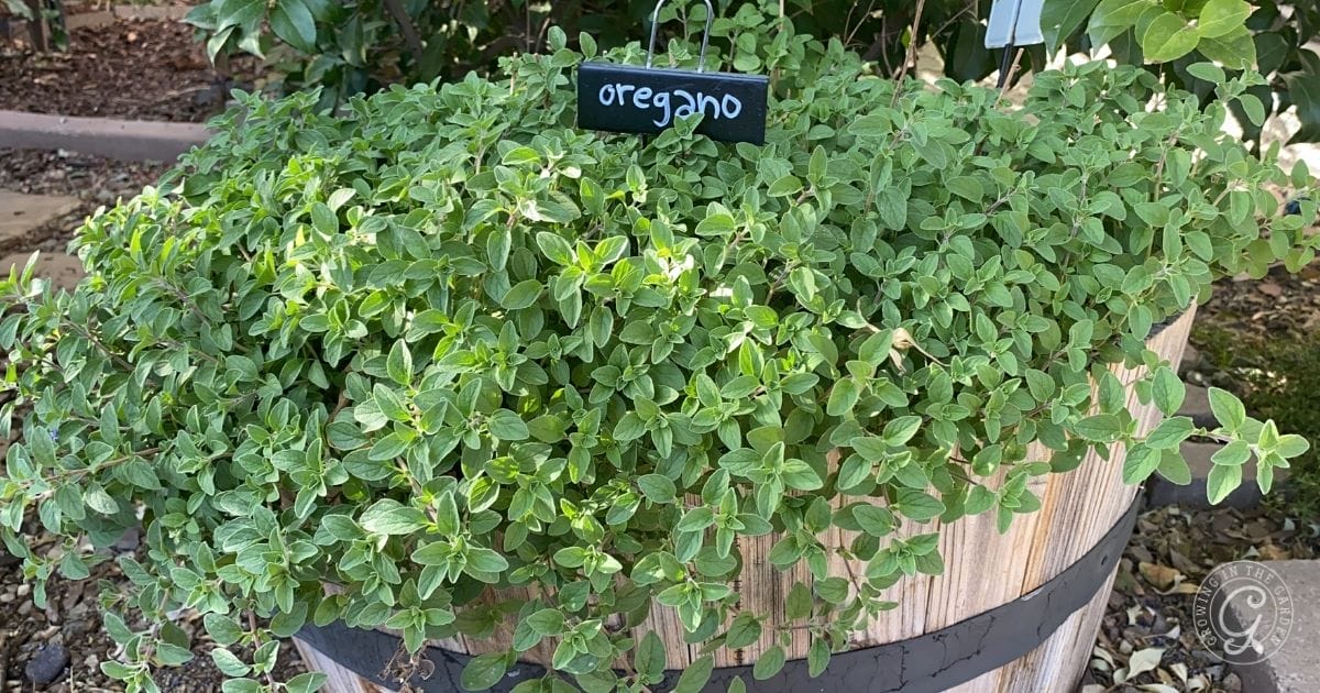 Oregano in a pot