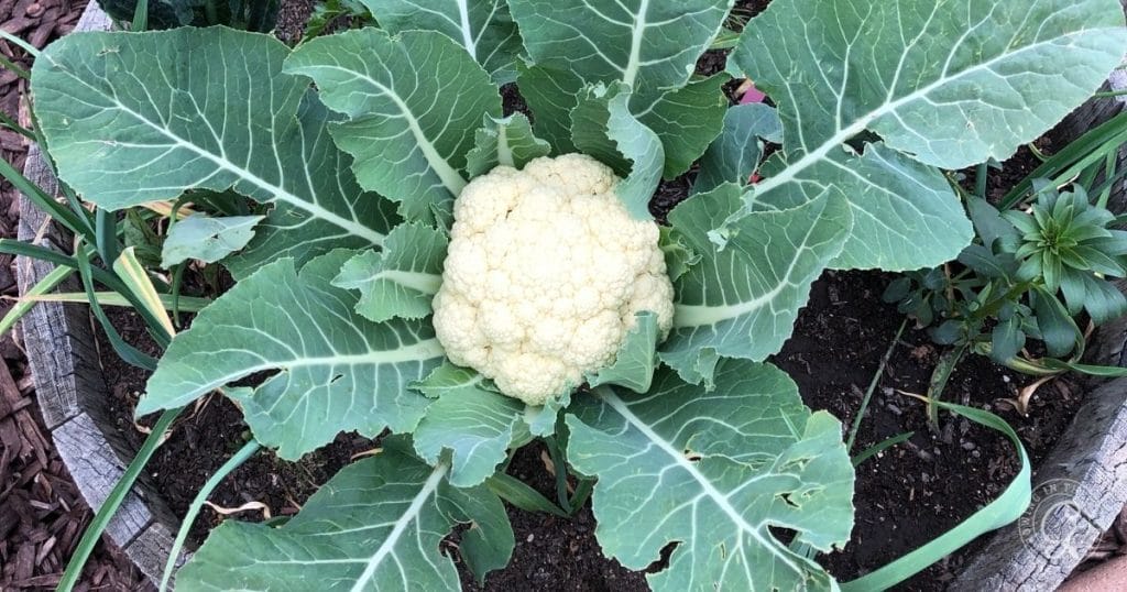 Cauliflower in a container
