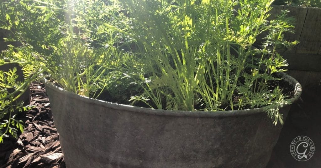 Carrots in a container