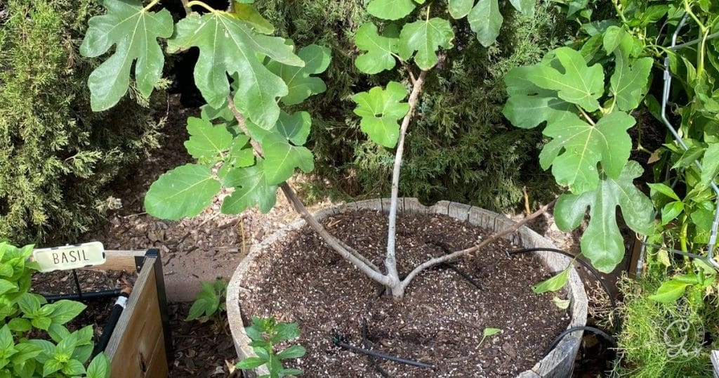 Fig tree in a container