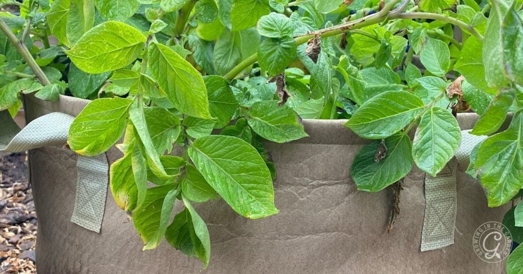 20 Best Vegetables for Container Gardening