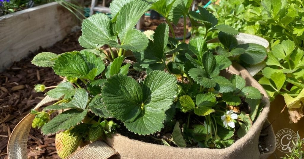 growing strawberries in a container