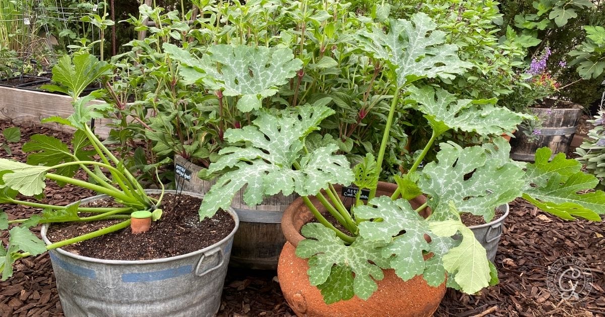 Summer squash in a container