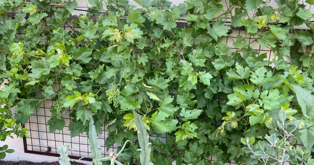 25 Thriving Edible Perennials In My Desert Garden