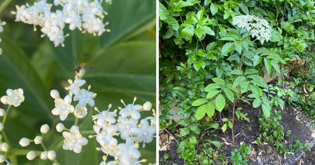 25 Thriving Edible Perennials In My Desert Garden