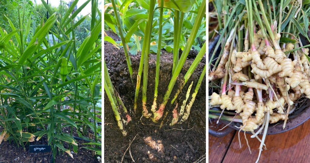 25 Thriving Edible Perennials In My Desert Garden