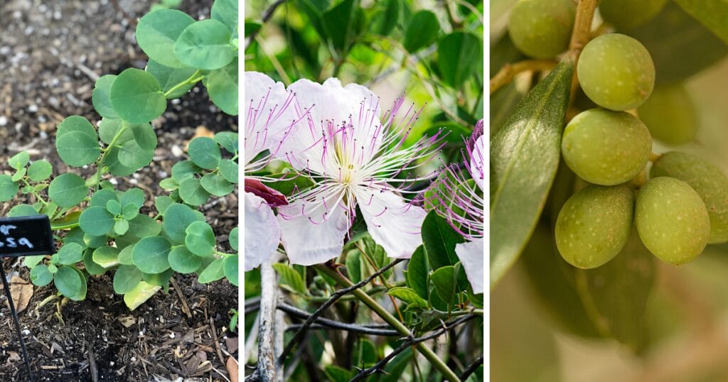 25 Edible Perennials for Hot Climates