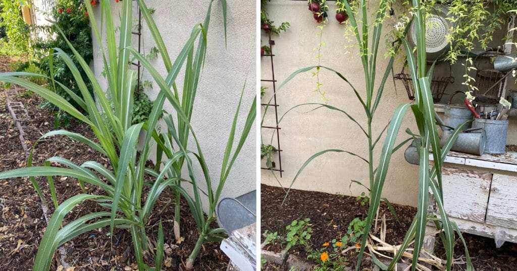 25 Thriving Edible Perennials In My Desert Garden