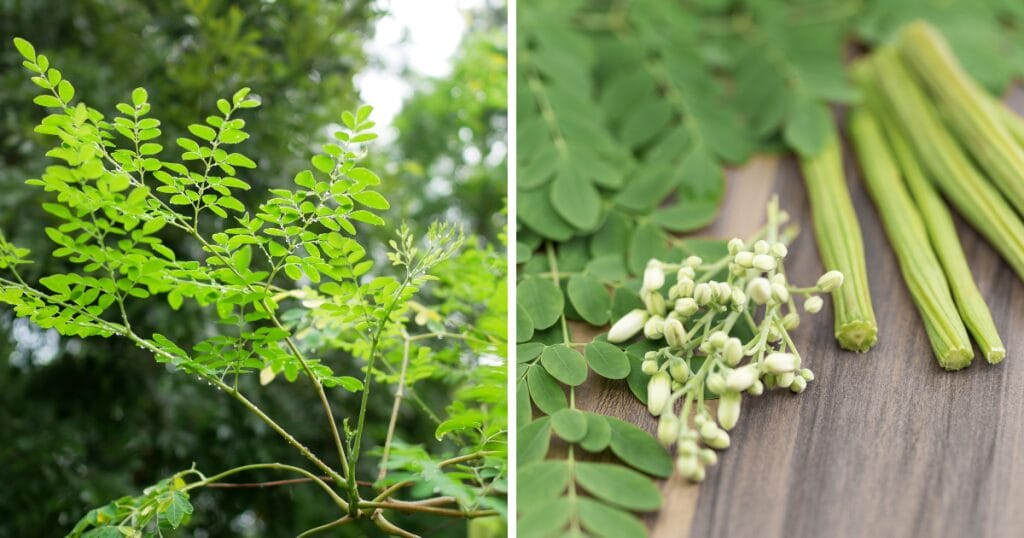 25 Thriving Edible Perennials In My Desert Garden