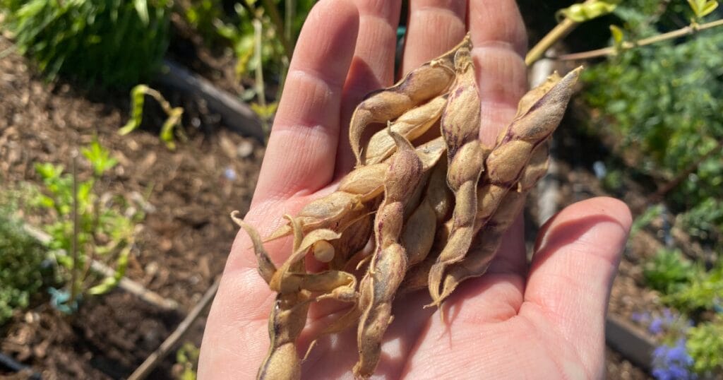 25 Thriving Edible Perennials In My Desert Garden