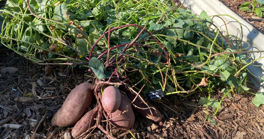 25 Thriving Edible Perennials In My Desert Garden