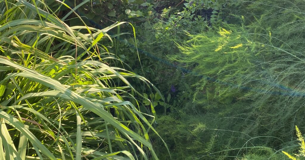 25 Thriving Edible Perennials In My Desert Garden