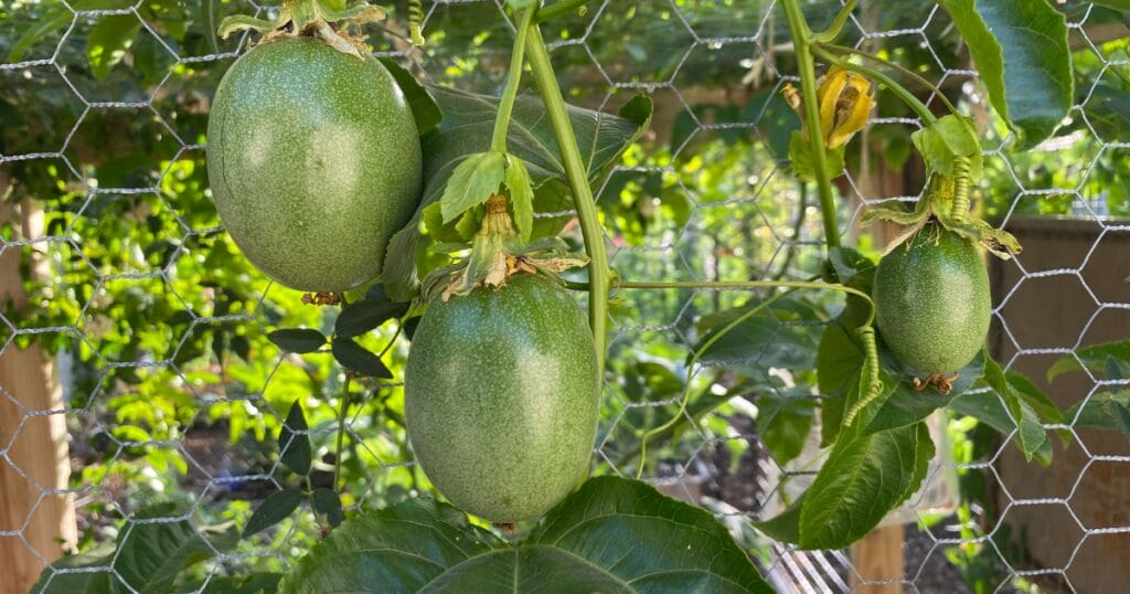 25 Thriving Edible Perennials In My Desert Garden