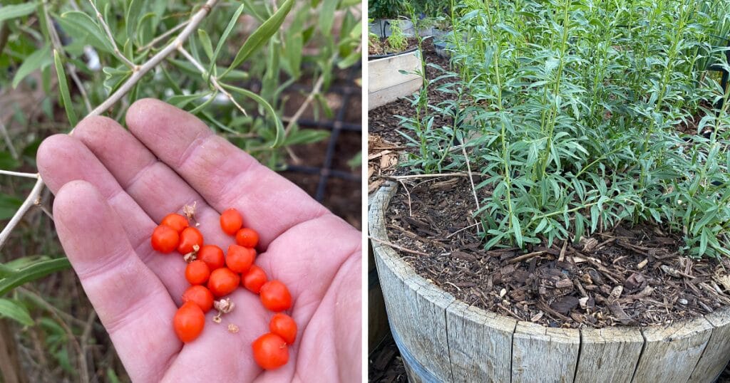 25 Thriving Edible Perennials In My Desert Garden