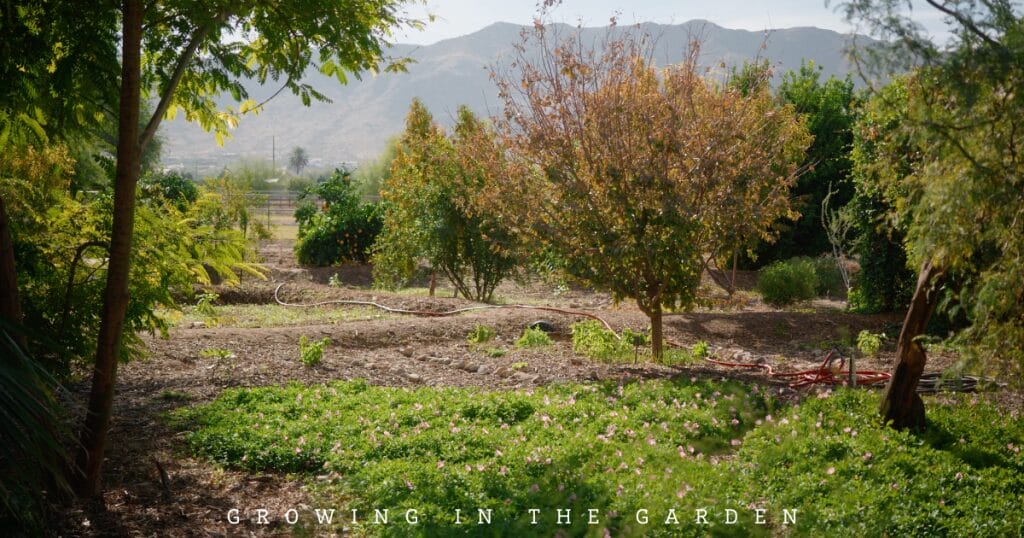 4-Step Permaculture Method for Feeding Fruit Trees