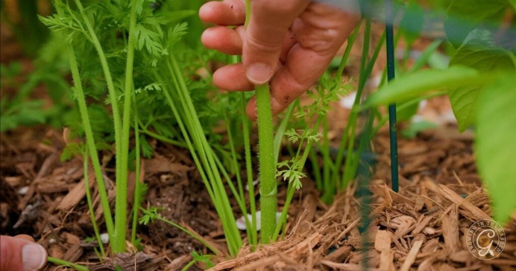 A hand is thinning out young carrot seedlings growing in a mulched garden bed to help prevent bolting carrots.