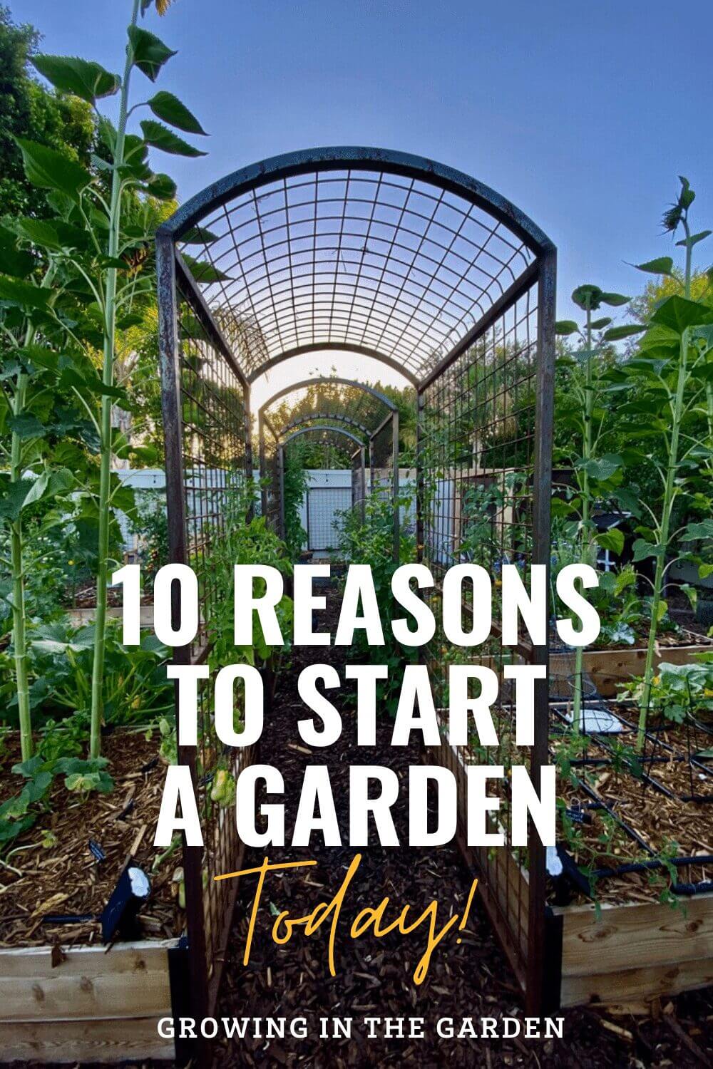 10 Reasons to Start a Garden Today