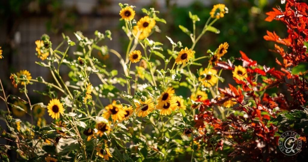 Sunflowers and Amaranth