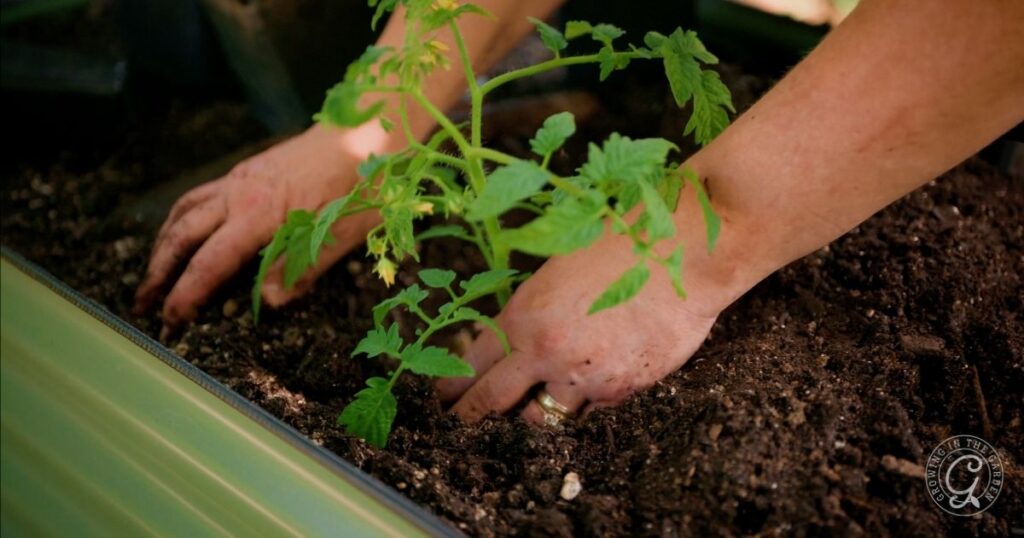 A person plants a small tomato seedling in dark soil inside an elevated garden bed, ideal for hot climates.