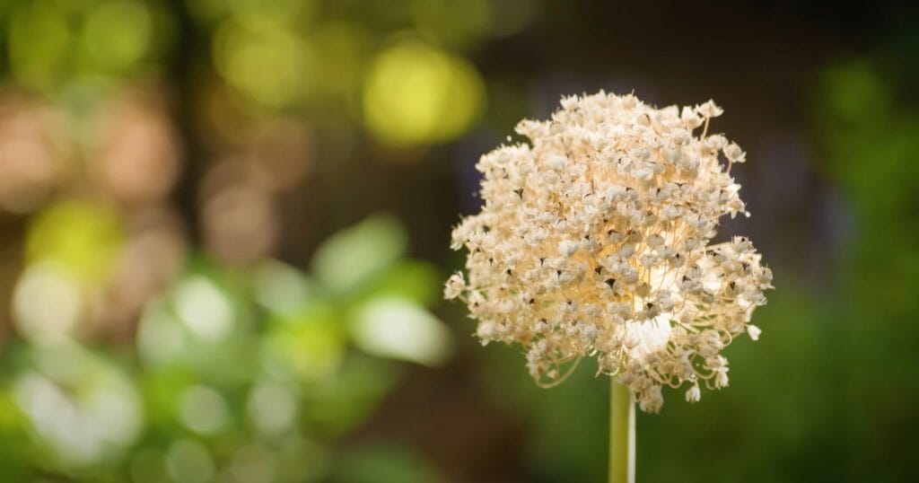 What To Do When Onions Bolt