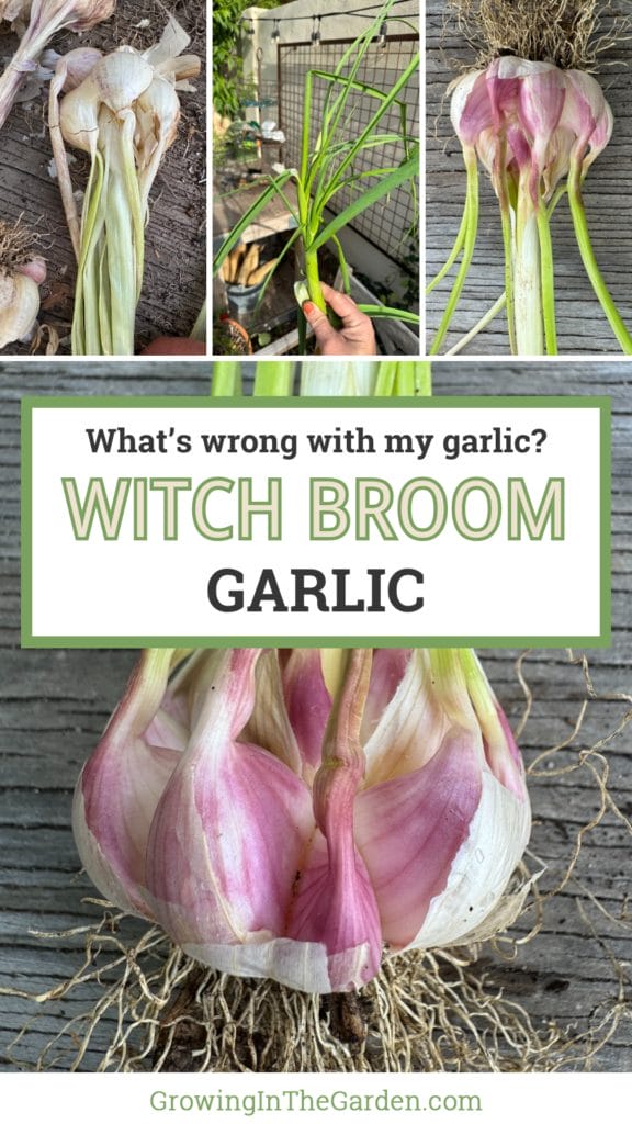 Witches Broom Garlic: What's Wrong with My Garlic?