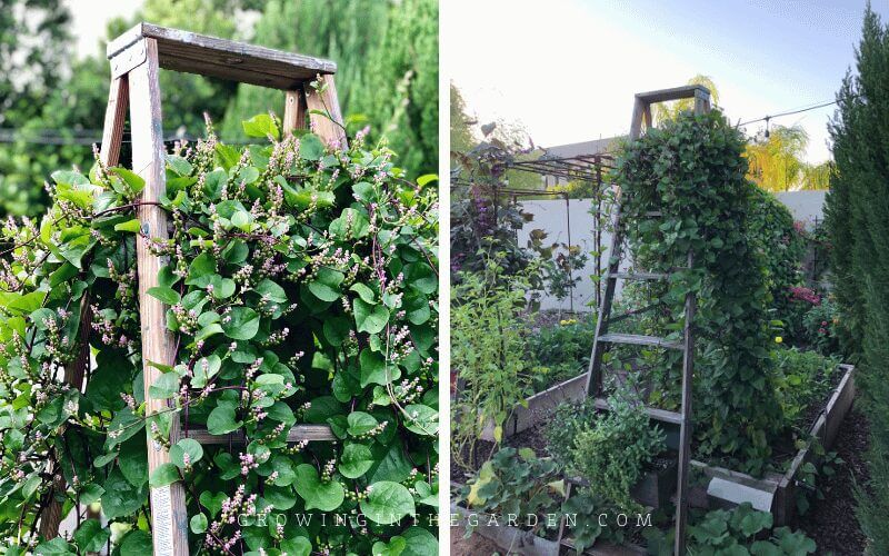 Vertical Gardening Ideas