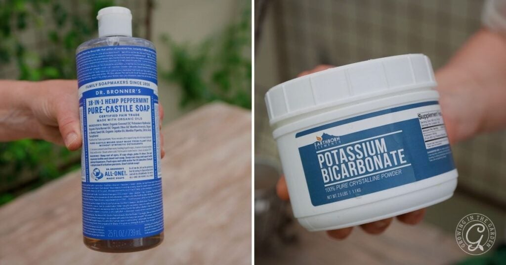 A person holds a bottle of Dr. Bronner’s Pure-Castile Soap in one hand and potassium bicarbonate powder in the other, preparing a solution to treat powdery mildew on carrots.