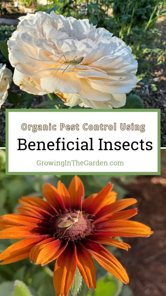 Beneficial Insects as Pest Control