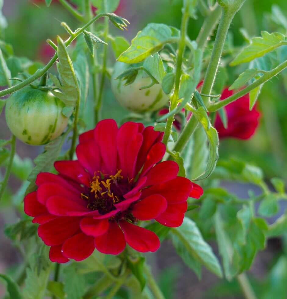 Sunken Garden Beds: Water-Wise Gardening in the Desert - Sunken Garden Beds Step Seven: Plant Desert-Adapted Varieties 