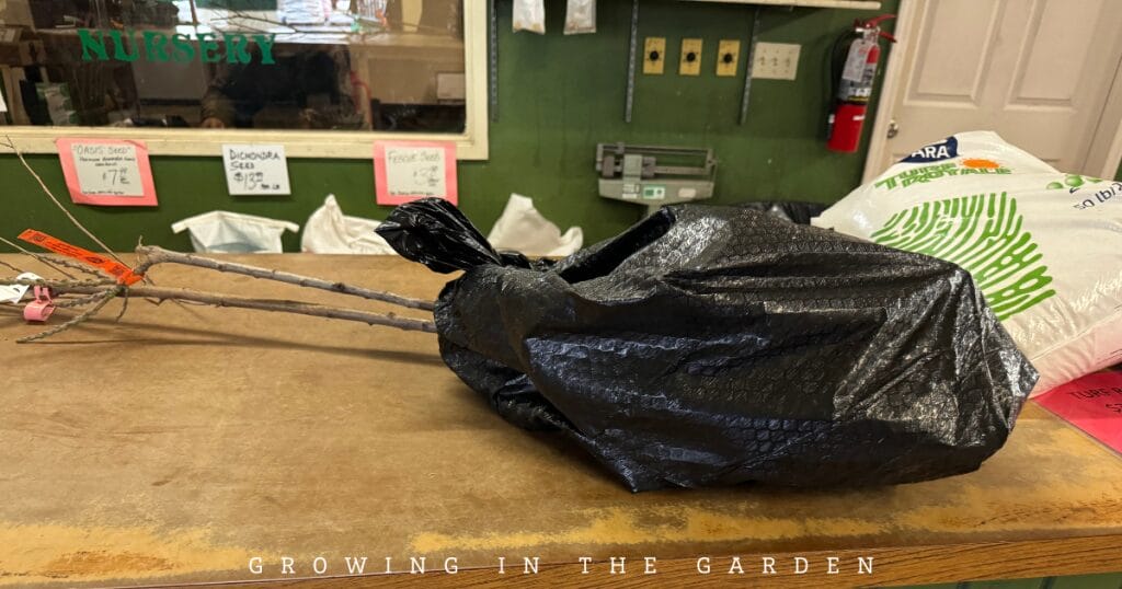 how to plant bare root fruit trees