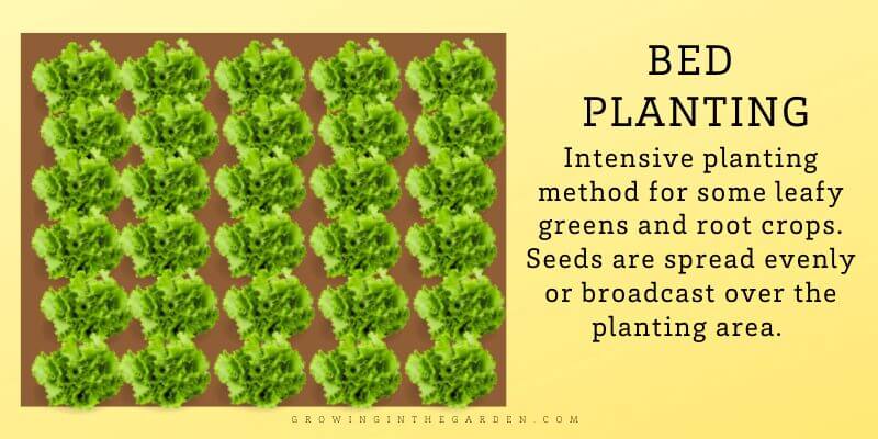 Bed Planting Intensive planting method for some leafy greens and root crops. Seeds are spread evenly or broadcast over the planting area.