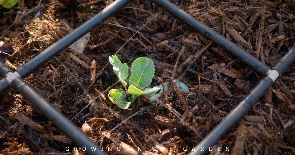 10 New Gardener Mistakes: What To Do Instead