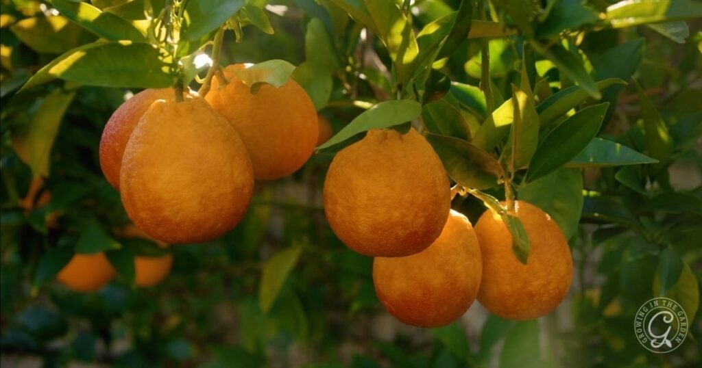 Several ripe oranges hang from green leafy branches on a tree, with sunlight illuminating the fruit and foliage—a perfect scene to consider how often to feed citrus for healthy growth and vibrant harvests.