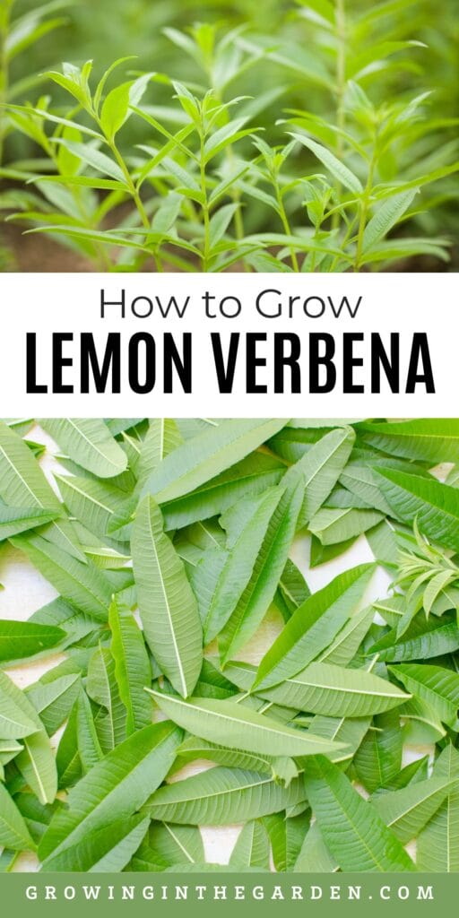 If this post about my favorite crop varieties to grow was helpful, please share it: