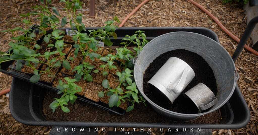 10 New Gardener Mistakes: What To Do Instead