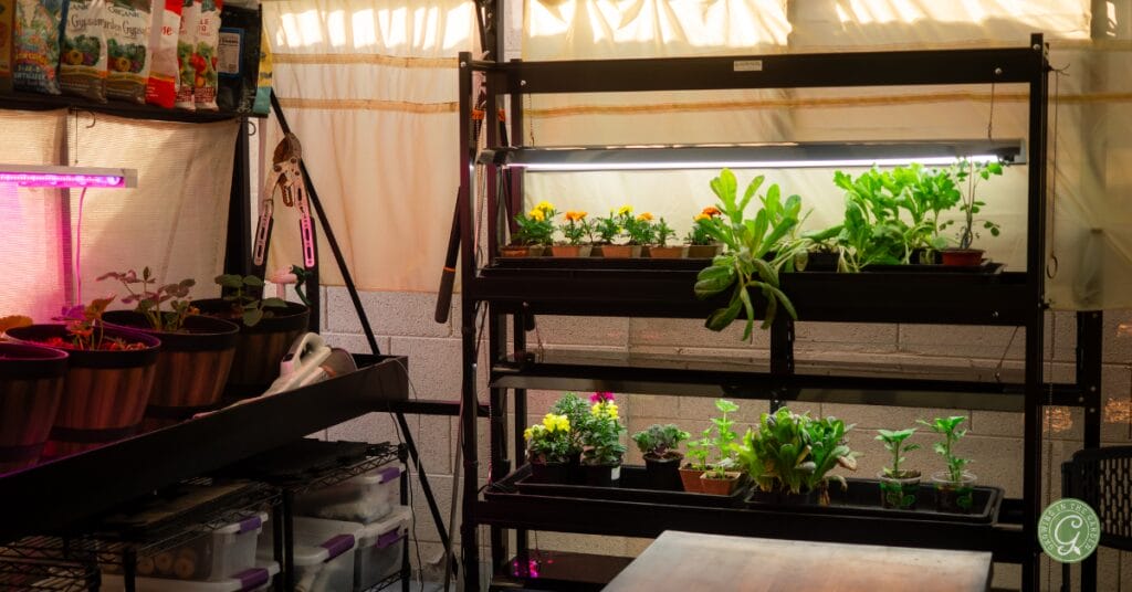 Greenhouse Tips for Hot Summer Climates