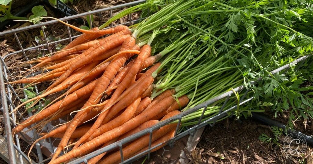 A bunch of freshly harvested carrots with green tops, including a few bolting carrots, laid out in a metal basket on soil.
