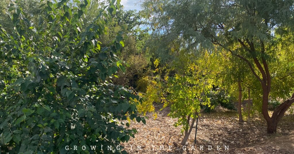 10 Practical Tips for Creating a Permaculture Food Forest