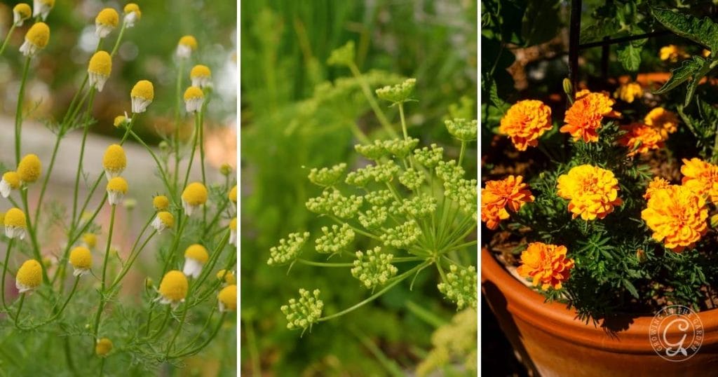 Chamomile, Dill and Marigolds