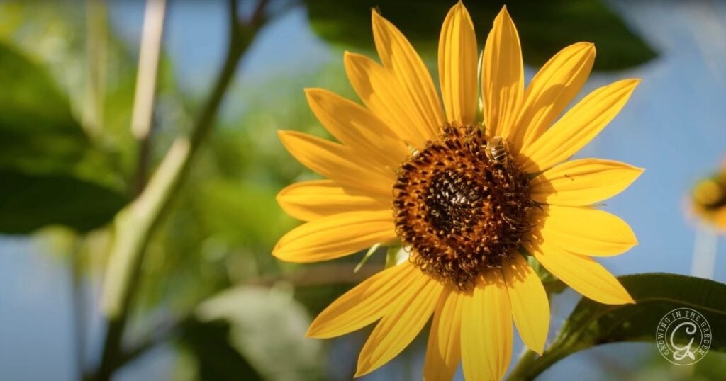 Cucumber Companion Plants: Enhance Growth and Repel Pests