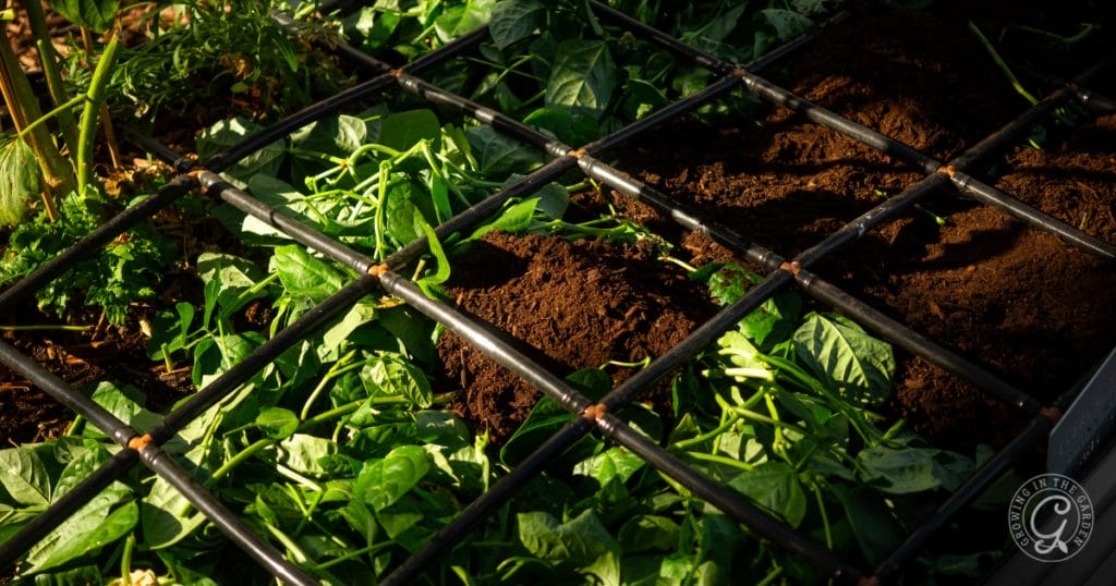 Take the summer off! Plant heat-tolerant cover crops instead